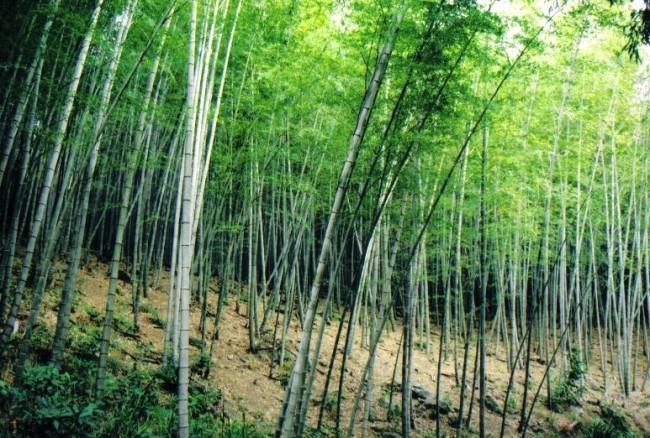 北橫之星 Taoyuan Dış mekan fotoğraf